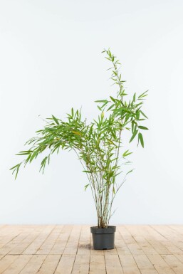 Chinese fountain bamboo Fargesia nitida hedge 60-80 root ball Fargesia nitida 60-80 cm