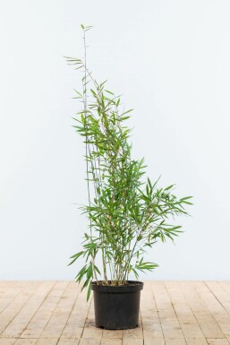 Chinese fountain bamboo Fargesia nitida hedge 80-100 root ball Fargesia nitida 80-100 cm