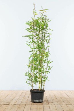 Chinese fountain bamboo Fargesia nitida hedge 100-125 root ball Fargesia nitida 100-125 cm