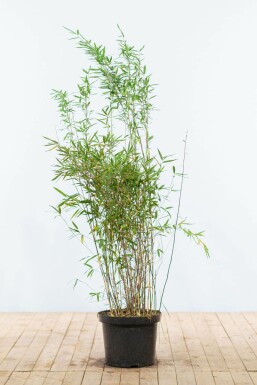 Chinese fountain bamboo Fargesia nitida hedge 125-150 root ball Fargesia nitida 125-150 cm