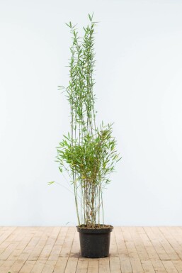 Chinese fountain bamboo Fargesia nitida hedge 150-175 root ball Fargesia nitida 150-175 cm