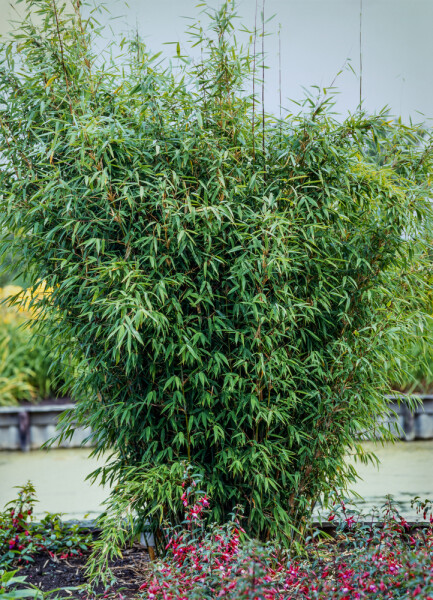 Chinese fountain bamboo Fargesia nitida hedge 150-175 root ball Fargesia nitida 150-175 cm