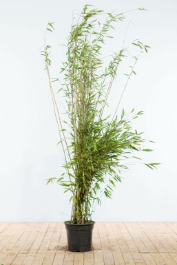 Chinese fountain bamboo Fargesia nitida hedge 175-200 root ball Fargesia nitida 175-200 cm