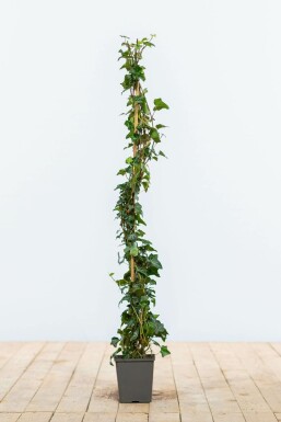 Common ivy Hedera helix hedge 80-100 pot Hedera helix 80-100 cm