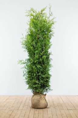 White cedar Thuja occidentalis 'Brabant' hedge 160-180 root ball Thuja occidentalis 'Brabant' 160-180 cm