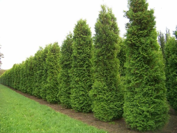 White cedar Thuja occidentalis 'Brabant' hedge 160-180 root ball Thuja occidentalis 'Brabant' 160-180 cm