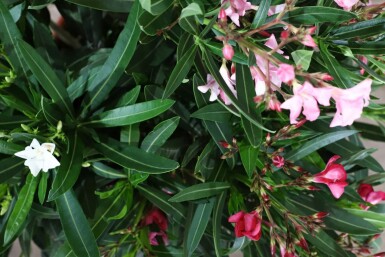 Nerium oleander