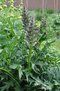 Spiny bear's breech Acanthus spinosus 5-10 pot P9 Acanthus spinosus