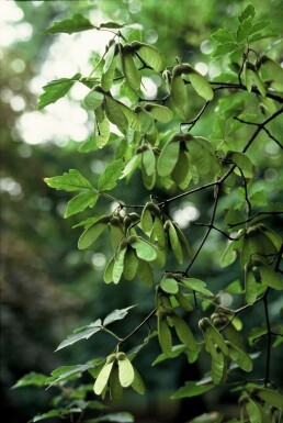 Acer griseum