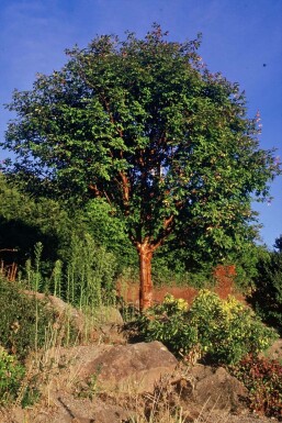 Paperbark maple Acer griseum shrub 40-50 pot C3