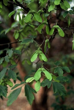 Paperbark maple Acer griseum shrub 40-50 pot C3