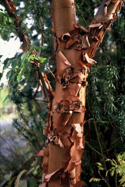 Paperbark maple Acer griseum shrub 40-50 pot C3