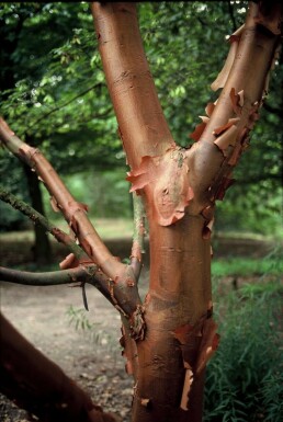 Paperbark maple Acer griseum shrub 40-50 pot C3