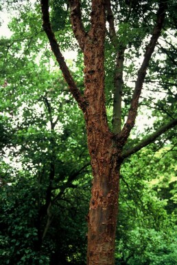 Paperbark maple Acer griseum shrub 40-50 pot C3