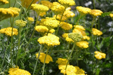 Achillea filipendulina 'Cloth of Gold'