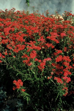 Yarrow Achillea millefolium 'Paprika' 5-10 pot P9