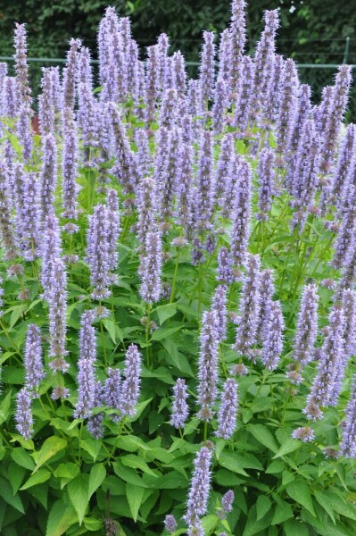 Agastache 'Blue Fortune'