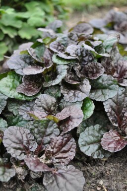 Bugle Ajuga reptans 'Black Scallop' 5-10 pot P9