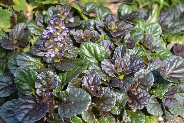 Ajuga reptans 'Black Scallop'