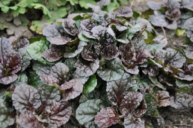 Bugle Ajuga reptans 'Black Scallop' 5-10 pot P9