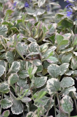 Bugle Ajuga reptans 'Burgundy Glow' 5-10 pot P9 Ajuga reptans 'Burgundy Glow'