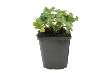 Dwarf lady's mantle Alchemilla erythropoda 5-10 pot P9 Alchemilla erythropoda