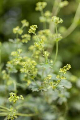 Dwarf lady's mantle Alchemilla erythropoda 5-10 pot P9 Alchemilla erythropoda