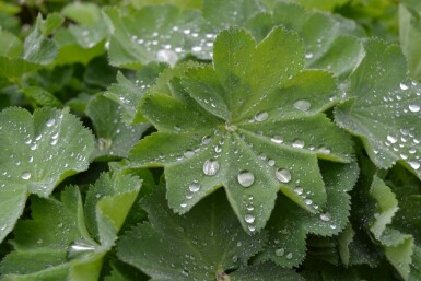 Alchemilla mollis