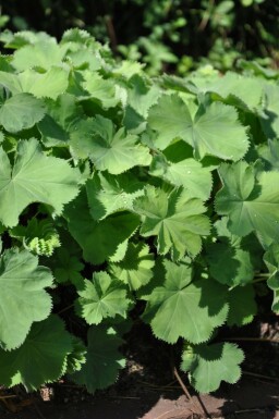 Alchemilla mollis