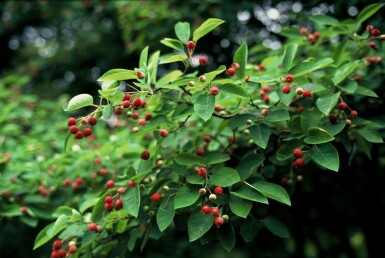 Amelanchier × lamarckii