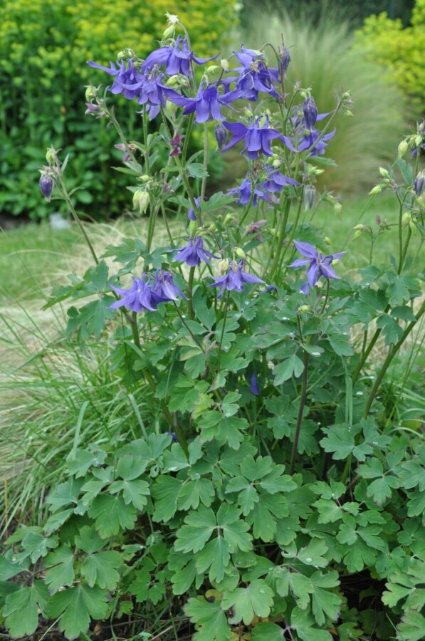Alpine columbine Aquilegia alpina 5-10 pot P9 Aquilegia alpina