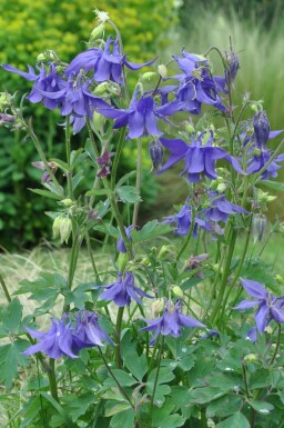 Alpine columbine Aquilegia alpina 5-10 pot P9 Aquilegia alpina