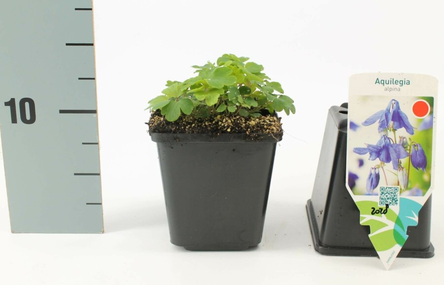 Alpine columbine Aquilegia alpina 5-10 pot P9 Aquilegia alpina