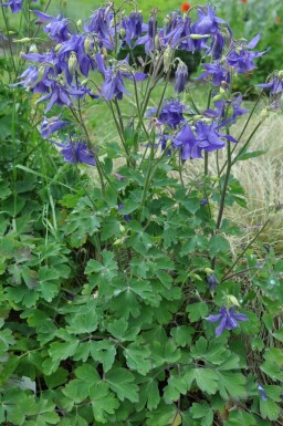 Alpine columbine Aquilegia alpina 5-10 pot P9 Aquilegia alpina