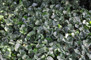 Asarabacca Asarum europaeum 5-10 pot P9 Asarum europaeum