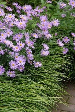 Frikart's aster Aster × frikartii 'Mönch' 5-10 pot P9