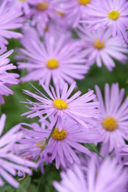 Frikart's aster Aster × frikartii 'Mönch' 5-10 pot P9