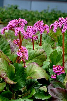 Elephant's ears Bergenia cordifolia 'Rotblum' 5-10 pot P9 Bergenia cordifolia 'Rotblum'
