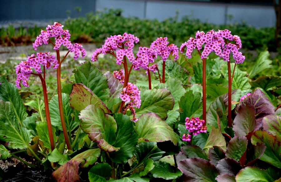 Elephant's ears Bergenia cordifolia 'Rotblum' 5-10 pot P9 Bergenia cordifolia 'Rotblum'