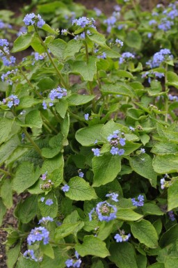 Siberian bugloss Brunnera macrophylla 5-10 pot P9 Brunnera macrophylla