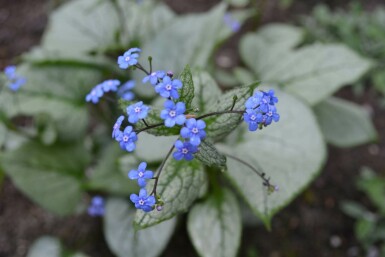 Brunnera macrophylla 'Jack Frost'