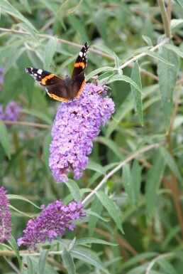 Buddleja davidii 'Nanho Blue'