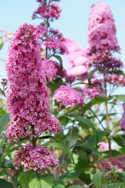 Buddleja davidii 'Pink Delight'