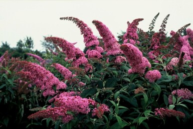 Buddleja davidii 'Pink Delight'