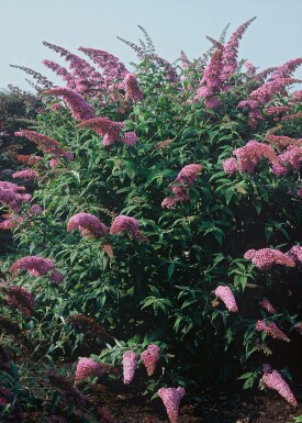 Buddleja davidii 'Pink Delight'