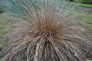 Leatherleaf sedge Carex buchananii 5-10 pot P9 Carex buchananii