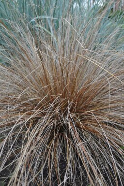Leatherleaf sedge Carex buchananii 5-10 pot P9 Carex buchananii
