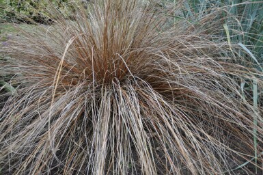 Leatherleaf sedge Carex buchananii 5-10 pot P9 Carex buchananii
