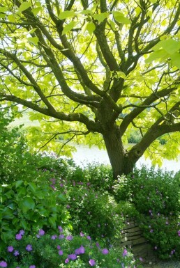 Catalpa bignonioides 'Aurea'