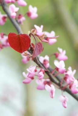 Cercis canadensis 'Forest Pansy'